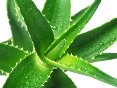 Aloe-Vera-Gel-Benefits