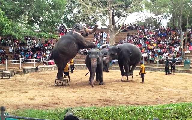 elephants