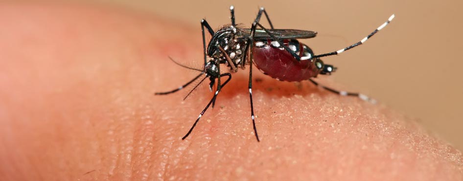 dengue